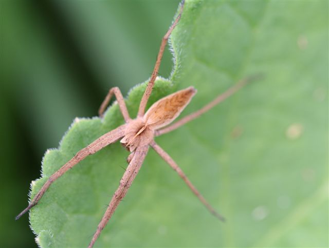 Pisaura sp.
